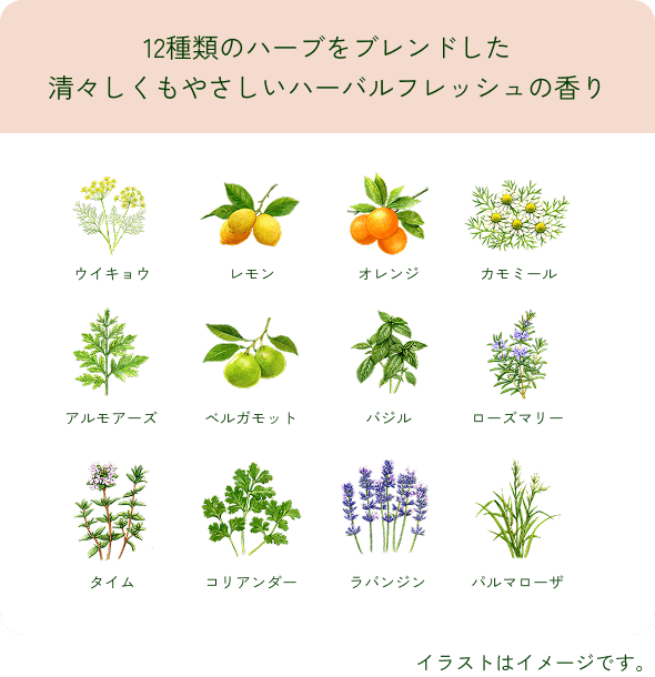 12種類のハーブをブレンドした 清々しくもやさしいハーバルフレッシュの香り ウイキョウ レモン オレンジ カモミール アルモアーズ ベルガモット バジル ローズマリー タイム コリアンダー ラバンジン パルマローザ イラストはイメージです。