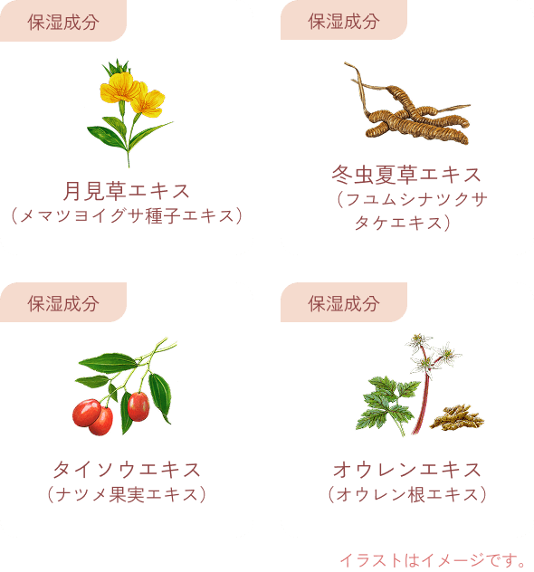 保湿成分 月見草エキス （メマツヨイグサ種子エキス） 保湿成分 冬虫夏草エキス （フユムシナツクサ タケエキス） 保湿成分 タイソウエキス （ナツメ果実エキス） 保湿成分 オウレンエキス （オウレン根エキス） イラストはイメージです。