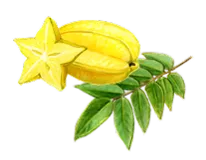 スターフルーツ葉エキス画像