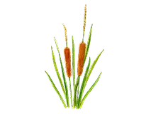 ホオウエキス画像