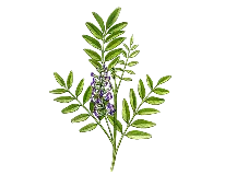 甘草葉エキス画像