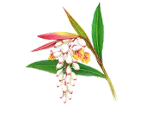 月桃葉エキス画像