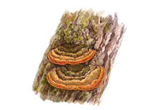 桑黄エキス画像