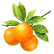 オレンジ画像