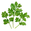 コリアンダー画像