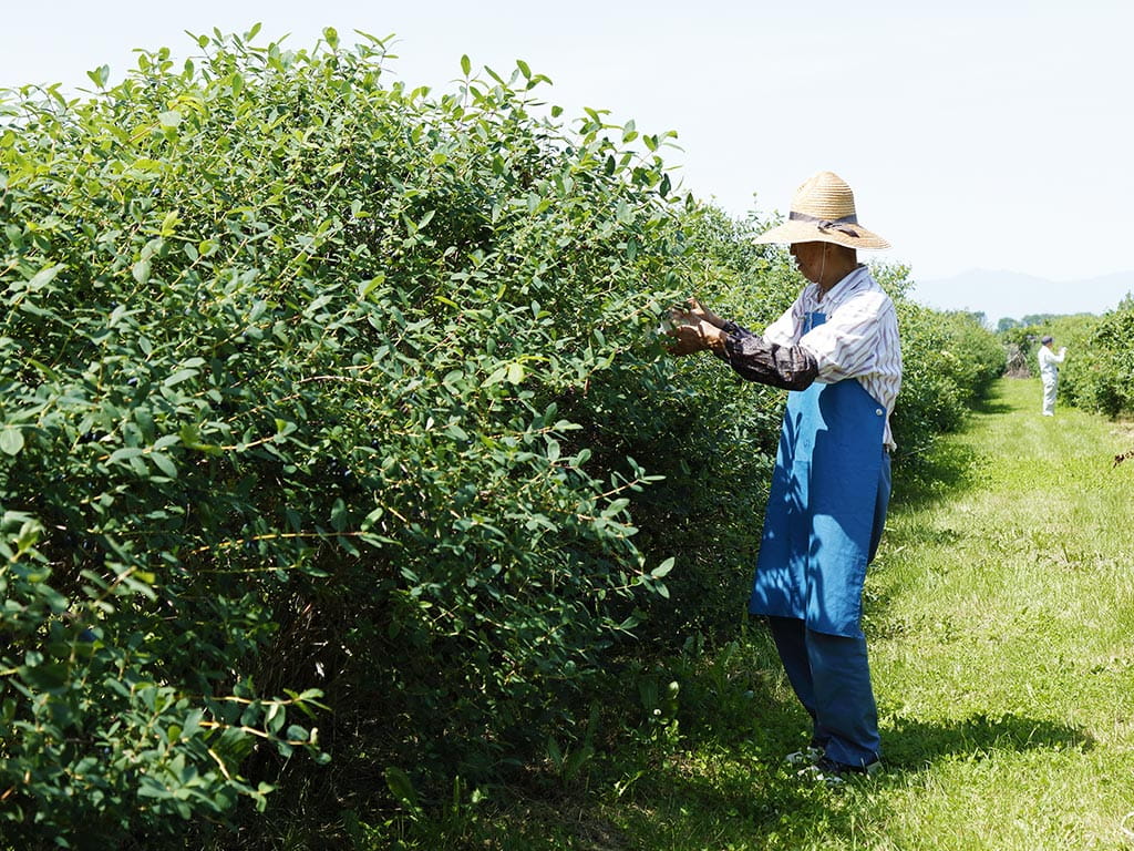 北海道産ハスカップ Ignis イグニス 公式サイト