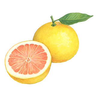 さがんルビー エキス Ignis イグニス 公式サイト