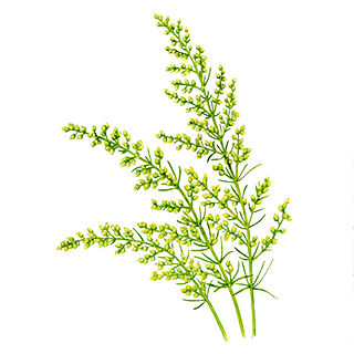 白神産ヨモギ Ignis イグニス 公式サイト