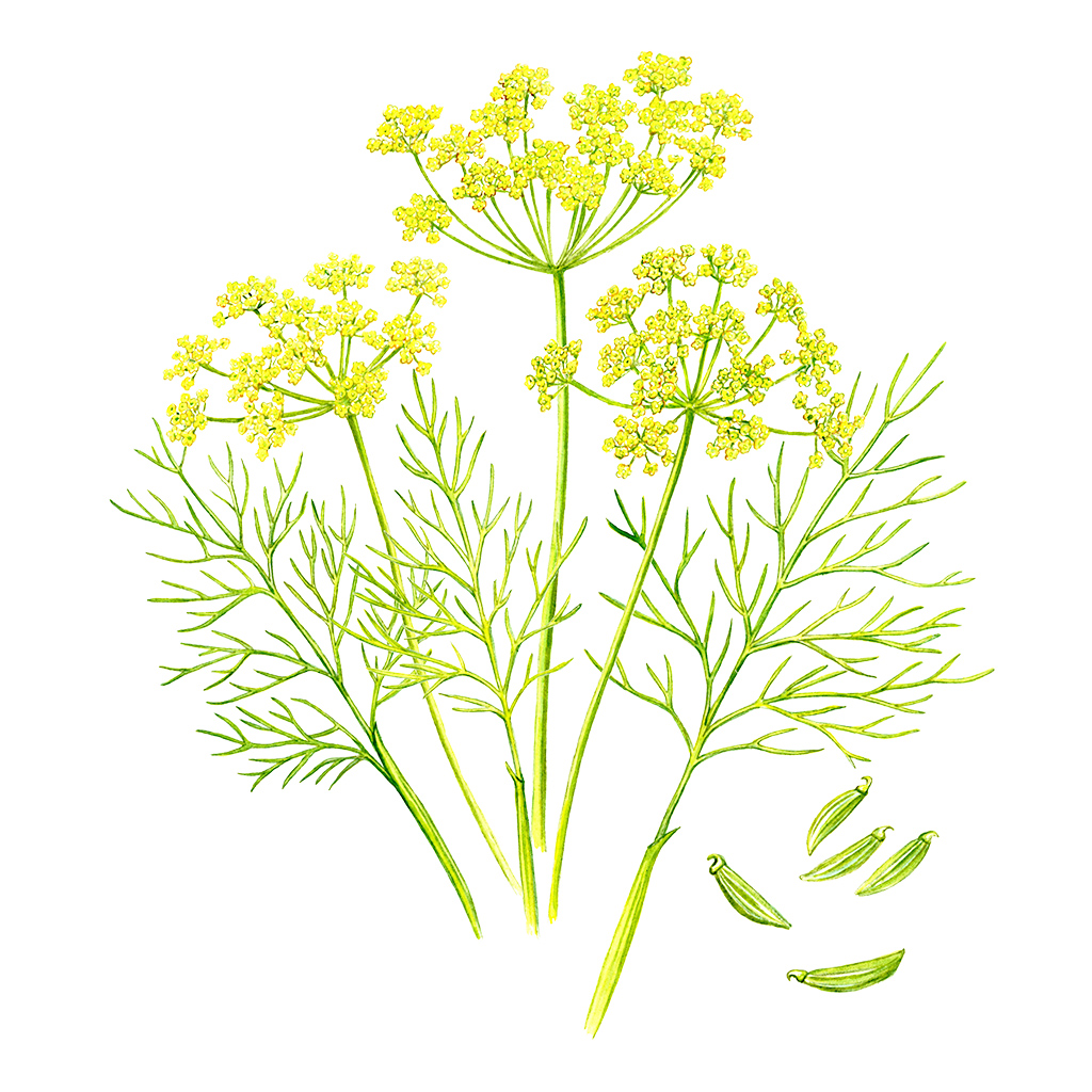 ホワイト ラッピング ジェリー | IGNIS （イグニス）公式サイト