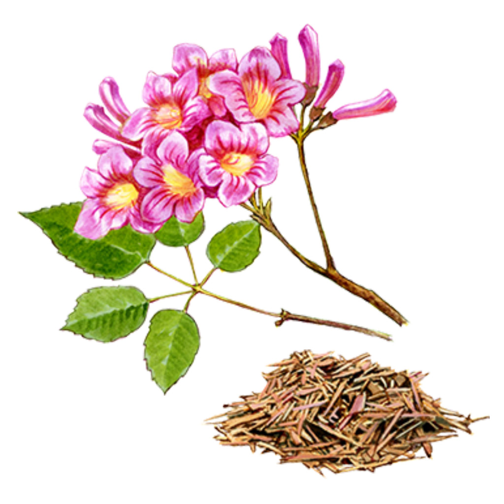 ホワイトニング プレミアム エッセンス | IGNIS （イグニス