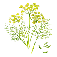 WHITE LINE EFFORIA（ホワイトライン エフフォーリア）商品一覧