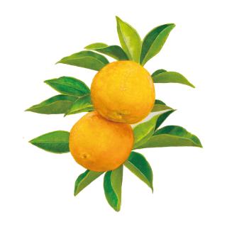 土佐ユズエキス | IGNIS （イグニス）公式サイト