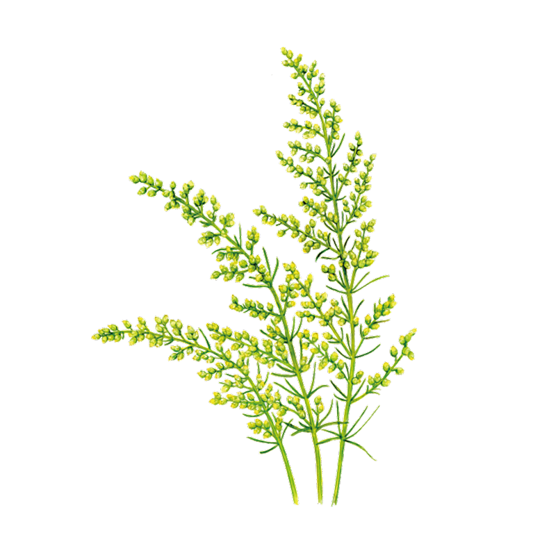 モイスチュアライジングミルク| 植物の可能性を秘めたボタニカル