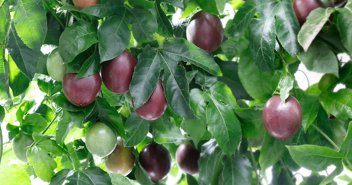 passionfruit_ogp.png