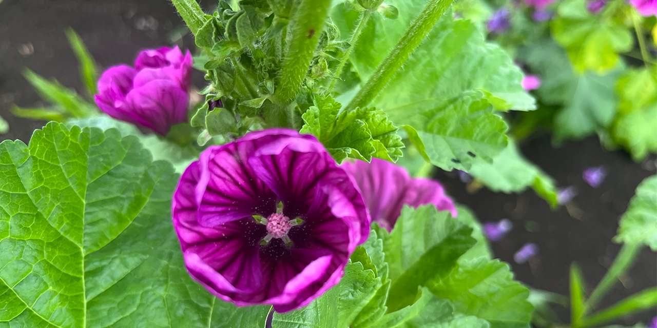 白神産スーパーゼニアオイエキス | IGNIS （イグニス）公式サイト