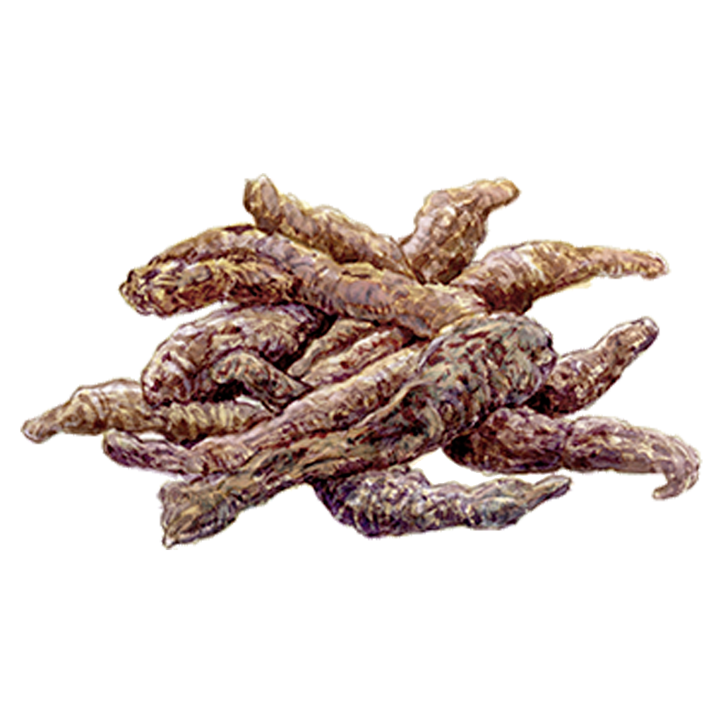 イグニス　エフフォーリア モイスチュアライジング エフフォーリア エッセンス | IGNIS