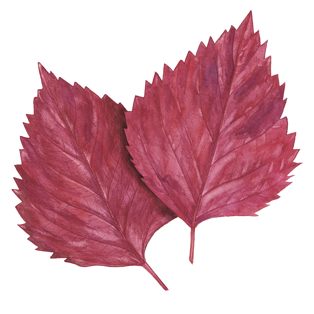 イグニス❤️エフフォーリア未使用まとめ売り MOIST LINE EFFORIA（モイストライン エフフォーリア）商品一覧